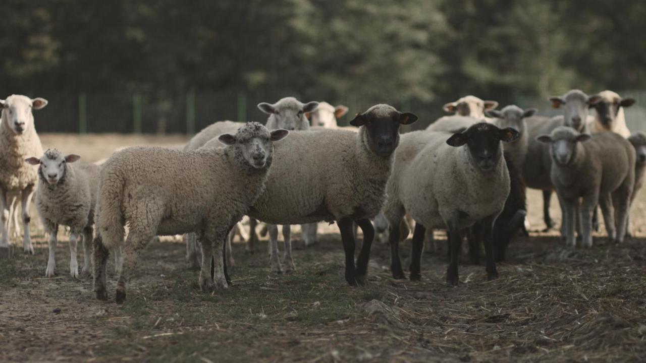 Tatarska Zagroda - Agroturystyka Dolina Baryczy Noclegi - Domek Jelonek Krosnice Ngoại thất bức ảnh