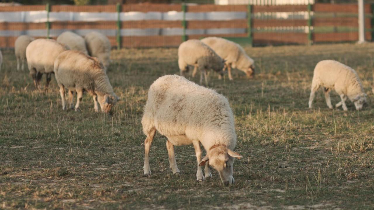 Tatarska Zagroda - Agroturystyka Dolina Baryczy Noclegi - Domek Jelonek Krosnice Ngoại thất bức ảnh